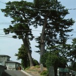 The pine trees of "Sue no Matsuyama" in Tagajō-shi, Miyagi prefecture
